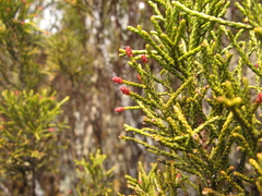 Halocarpus bidwillii
