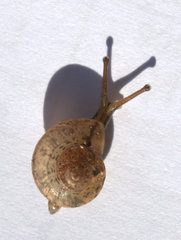 Gudeoconcha sophiae