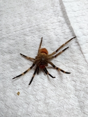 Phoneutria