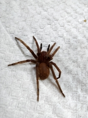 Phoneutria