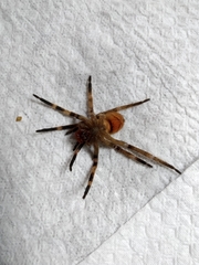Phoneutria