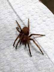Phoneutria