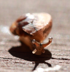 Gudeoconcha sophiae