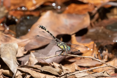 Austroepigomphus praeruptus