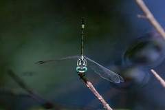 Austroepigomphus praeruptus