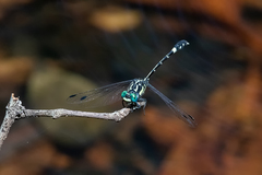 Austroepigomphus praeruptus