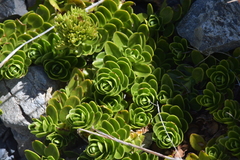 Veronica macrocalyx macrocalyx