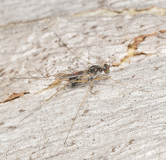 Arachnomyia