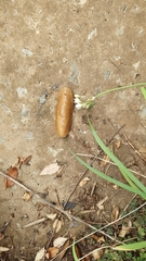 Laevicaulis natalensis natalensis