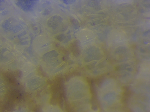 Representative image of Calloporidae