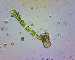 Coscinodiscophycidae