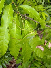 Ephippitytha kuranda