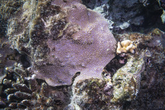 Montipora verrucosa
