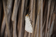 Alpenus