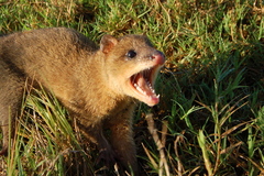 Lutrine Opossum photo 4