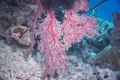 Chironephthya