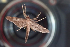 Duponchelia lanceolalis