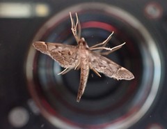 Duponchelia lanceolalis