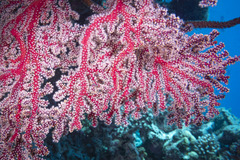 Chironephthya