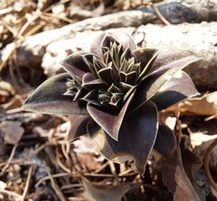 Gentiana zollingeri
