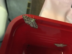 Haritalodes