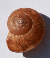 Gudeoconcha sophiae