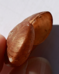 Gudeoconcha sophiae