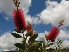 Melaleuca polandii