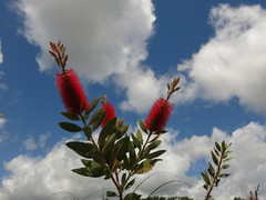 Melaleuca polandii