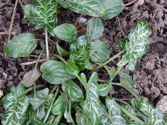 Arum italicum italicum