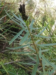 Callistachys lanceolata