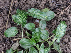 Arum italicum italicum