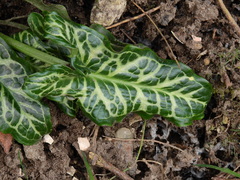 Arum italicum italicum