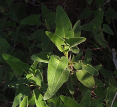 Phlomis viscosa