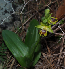 Ophrys lutea galilaea
