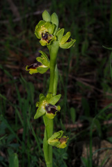 Ophrys lutea galilaea