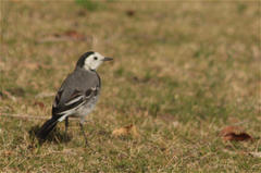 Motacilla alba