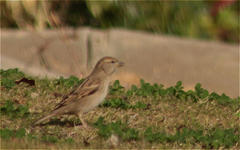 Passer domesticus
