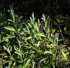Helichrysum sanguineum