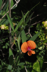 Lathyrus blepharicarpos