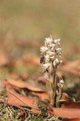 Zeuxine strateumatica