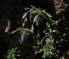 Podonosma orientalis