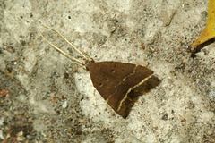 Torodora gemella