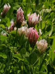 Trifolium clypeatum