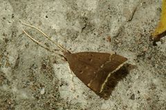 Torodora gemella