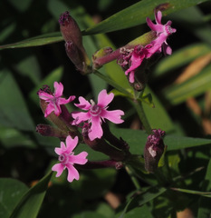 Silene aegyptiaca