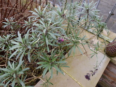 Erysimum linifolium