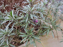 Erysimum linifolium