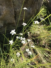 Alepidea