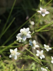 Alepidea